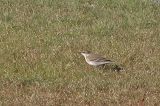 20221016_Oostelijke Gele Kwikstaart_03_Texel